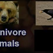 Animal Knowledge Herbivore Carnivore Insectivore Omnivore