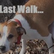 最後の散歩 The Last Walk