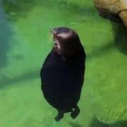 Spinning Seal Meme