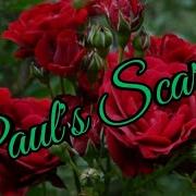 Плетистая Роза Paul S Scarlet Пауль Скарлет