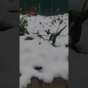 Мир Труд Май Андрей Жуков