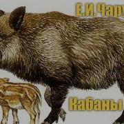 Слушать Чарушин Е И Кабан