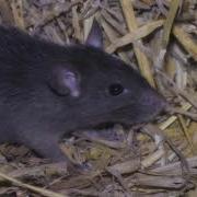 Black Rat