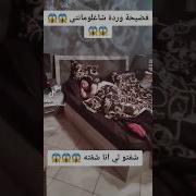 شاهد اخر فضيحة الشابة وردة تشبع ضحك