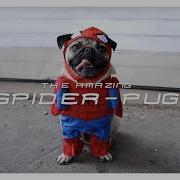 Pug Remix