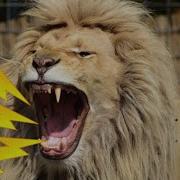 Lion Sound Effect