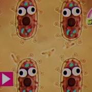 Бактерии Удивительный Мир Гамбола Cartoon Network