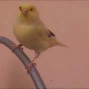 Canary Flies Away