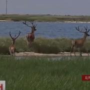 Острів Бірючий Який Розташований У Азовському Морі Знову Відкритий Для Туристів