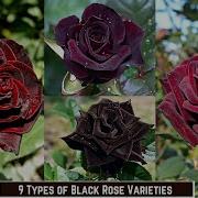 Eric Tha Red Black Rose