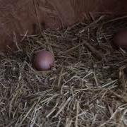 The Sound Of Hens Laying Eggs