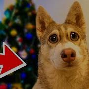 Хаски Бублик Лучшие Моменты Говорящая Собака