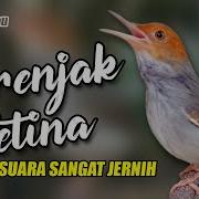 Suara Prenjak Merah Betina