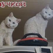 Приколы С Котами С Озвучкой