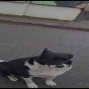 Которенай Окоренай