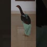 Шу Ху Дяш Ду Шу Ху Дяш Ду