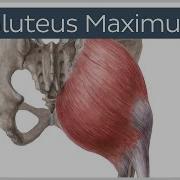 Gluteus Maximus