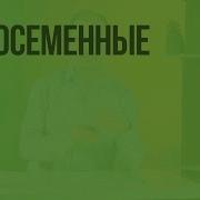 Параграф 22 Биология 5 Класс Голосемянные