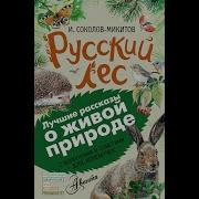 Русский Лес С Вопросами И Ответами Для Почемучек