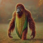 Orangutani Ananasi