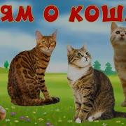 Видео О Кошках Котята Играют