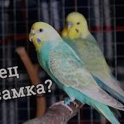 Хочу Быть Попугаем Девочка