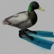 Duck Rotating Under Beatbox