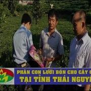 Phân Con Lười Phân Bón Tốt Nhất Cho Cây Chè Tại Tỉnh Thái Nguyên