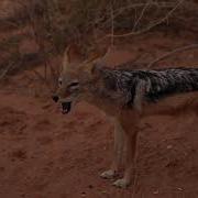 Howling Jackal